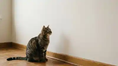 Tu gato mira fijo la pared: el misterioso motivo que los expertos acaban de revelar