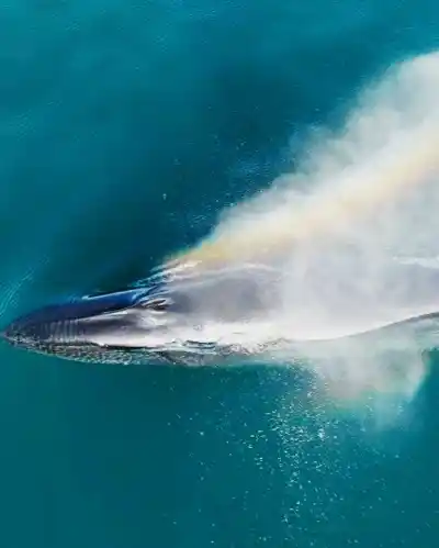 Científicos del Golfo San Jorge revelan el primer recorrido completo de una ballena sei: cómo lo lograron