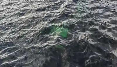 Hallan una camioneta hundida en el Lago La Plata: investigan cómo llegó ahí y a quién pertenece