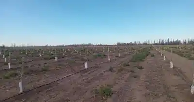 Apuesta por el pistacho en San Rafael: cuántas hectáreas sumará el proyecto y qué falta para la primera cosecha