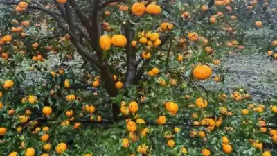 El granizo golpeó los cítricos de Calabacillas: qué daños dejó en la producción