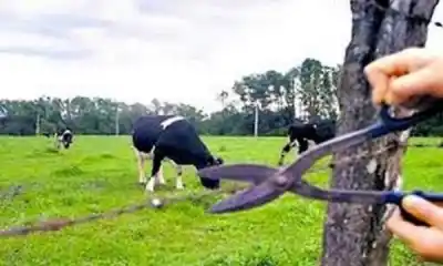 Abigeato en Talavera: la modalidad de la banda que ocupó una finca y retenía animales