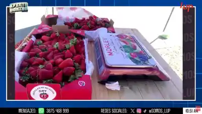 Bajan las frutillas en Salta: cuánto cuestan y hasta cuándo se mantendría el precio