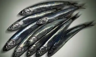 La anchoita, la especie que podría extender la temporada de pesca en Chubut: por qué hay expectativa