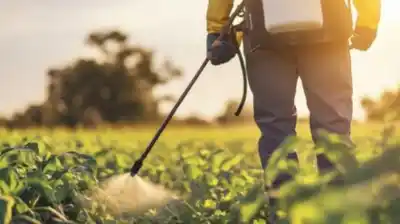 Passalacqua impulsa la vuelta del glifosato en Misiones: qué cambia con la ley que derogaría la prohibición