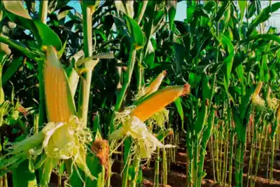 Siembra de maíz y girasol en Entre Ríos: qué pasará con la superficie de cada cultivo