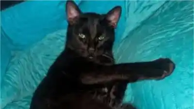 Perdieron a su gato "Negrito" en Alto Comedero: hay recompensa para quien lo encuentre