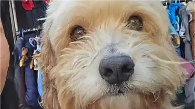 Buscan a un perro perdido en el barrio Luján: el particular collar que llevaba puesto