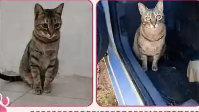 Buscan a “Tiana”, la gata perdida en Alto Comedero: cómo ayudar a encontrarla