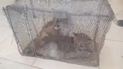 Rescataron dos pumitas en Sarmiento: cuánto tiempo habrían estado cautivos y qué pasará con ellos