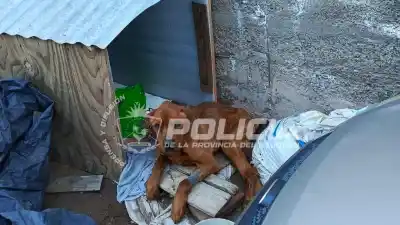 Rescataron a dos perros desnutridos en allanamientos en Neuquén: la insólita reacción de los dueños