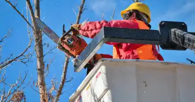 Seis muertos por la caída de árboles en Mendoza: las nuevas reglas para la poda que nadie puede ignorar