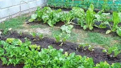 El drama de los horticultores de Paraná por el clima: cómo intentan salvar la producción