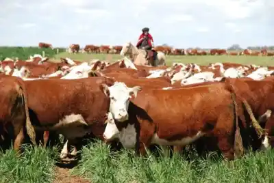 Tres años de sequía en San Antonio Oeste: la lenta recuperación del campo y la apuesta por el vacuno