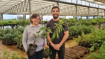 Posadas superó los 11.500 árboles plantados: cómo sigue la campaña y qué especies conviene elegir para la vereda