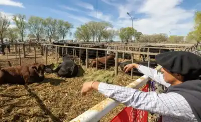 Río Colorado abre el circuito de exposiciones rurales: qué novedades trae la muestra