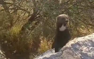 Hurones en la Cuesta del Portezuelo: por qué salieron de sus escondites y se volvieron furor
