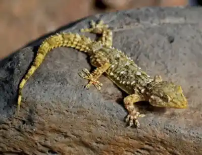 Congreso de Herpetología en Roca: el dato que marca la agenda y el desafío para la Patagonia