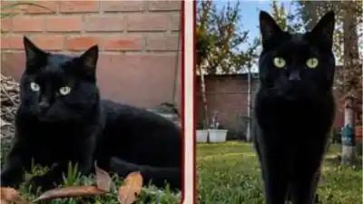 Ofrecen recompensa por una gata perdida en Ciudad de Nieva: el dato clave para encontrarla