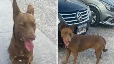 Buscan a los dueños de una perra hallada en el centro de San Salvador de Jujuy: el dato clave para reconocerla