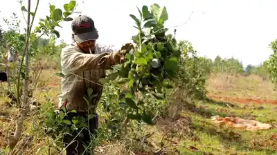 La corresponsabilidad gremial pasó a pesar cuatro veces más para el productor yerbatero: desde cuándo rige la nueva tarifa