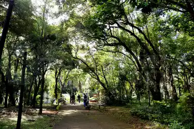 Cómo participar del Congreso Nacional de Arboricultura en Posadas: la historia detrás de la convocatoria