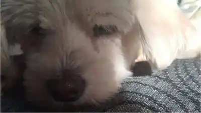 Buscan desesperadamente a una perrita enferma que se perdió en Los Molinos: el dato que necesitan para encontrarla