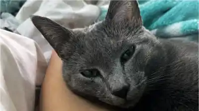 Recompensa por “Gris”: el dato clave del gato perdido en Alto Comedero