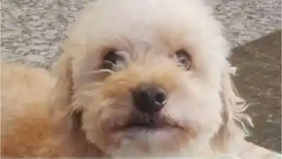 Buscan a “Pocho”, un caniche perdido en Yala: el dato clave para reconocerlo