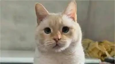 Buscan a “Cebolla”, un gato siamés perdido en El Chingo: la recompensa que ofrecen sus dueños