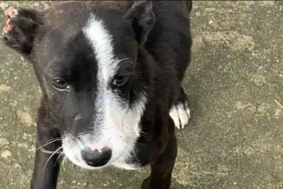 Rescataron a dos perros desnutridos en Concordia: el estado de uno de ellos conmocionó a los proteccionistas