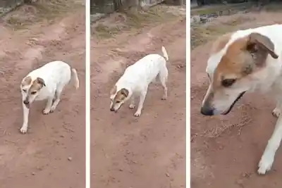 Un perrito "renguito" caminó hasta el cementerio para despedir al "Polaco": el gesto que emocionó a todos