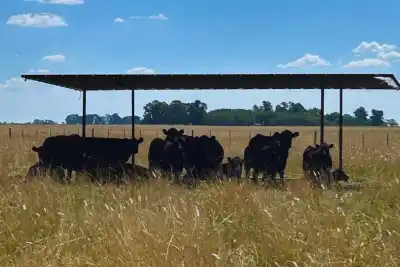 El secreto que guardan los campos argentinos para enfrentar el verano más extremo