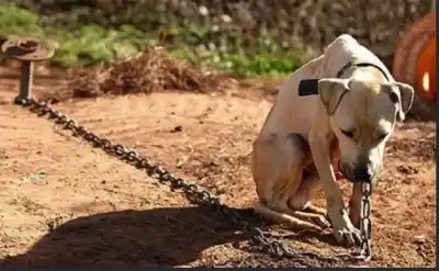 Río Negro cambia el trámite de las denuncias por maltrato animal: qué pasa con los casos que no son delito