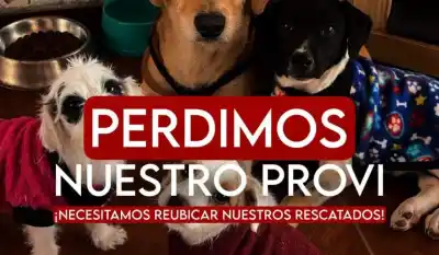 El Club de los Bichitos busca un lugar provisorio: cómo ayudar a la fundación de Catamarca