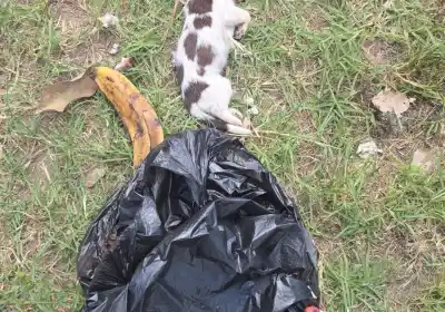El malestar de una vecina de Catamarca por la basura que encuentra cada día en su vereda