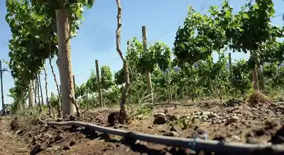 Alivio en las finanzas del campo: el cambio en la factura de luz que beneficiará a miles de productores