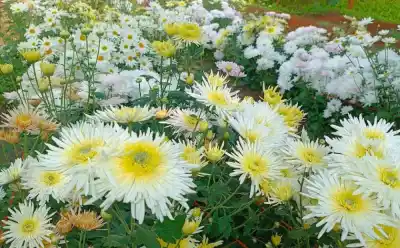 Crisantemos in vitro en Misiones: qué resultados dio la prueba que busca producir plantas madre locales