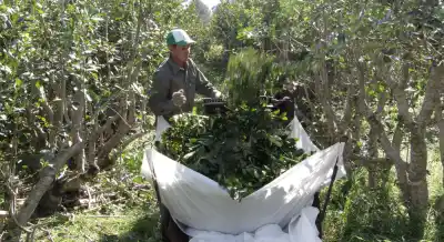 Lluvias intensas: las recomendaciones del INTA para evitar pérdidas en los yerbales