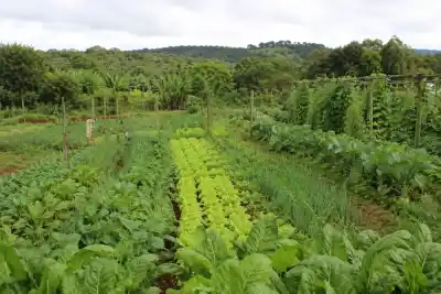 Horticultura en Misiones: el mes que obliga a los productores a planificar antes de sembrar