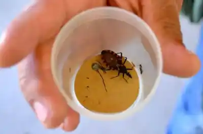 Neuquén, libre de Chagas vectorial: la cifra que preocupa en los controles a embarazadas