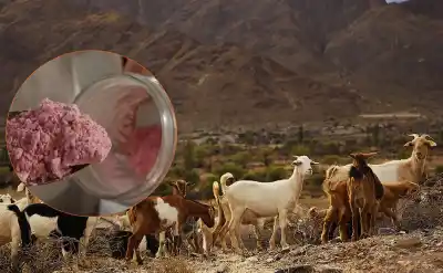 Científicos de la UNJu crean un yogur en polvo con leche de cabra y pitaya roja