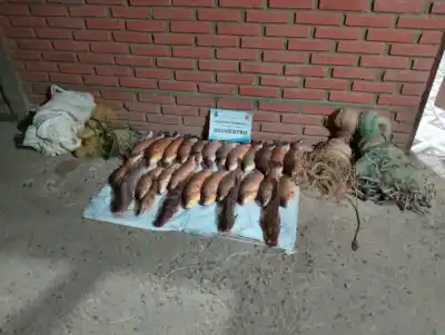 Pesca ilegal en Pichanal: cuatro hombres multados y 29 piezas decomisadas