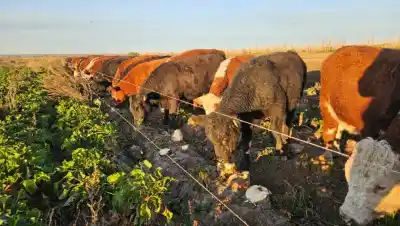 La remolacha forrajera produce carne con el doble de omega-3 en los valles