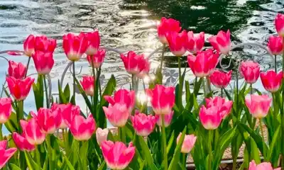 28 de Julio tendrá su primera temporada de tulipanes: cómo visitar el parque