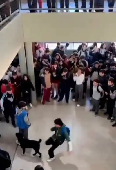 Denuncian ante la Justicia a un estudiante que pateó a un perro en un colegio de Corrientes