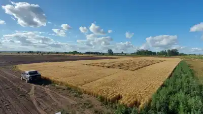 La producción agrícola cambió de mapa: el maíz ganó 18 Mt y el sur se volvió protagonista