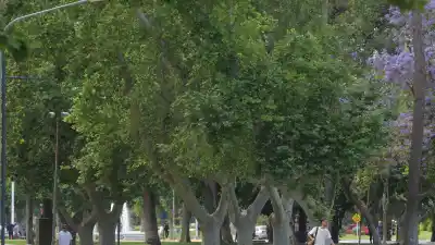 Los 42.579 árboles que sostienen a San Juan en medio del desierto