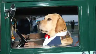 Sasha, el labrador que robó el corazón de Rosario paseando en autos antiguos