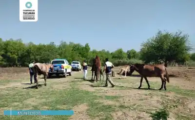 Secuestran 10 caballos y 3 mulas en Monteros